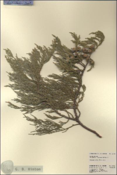URN_catalog_HBHinton_herbarium_22763.jpg.jpg