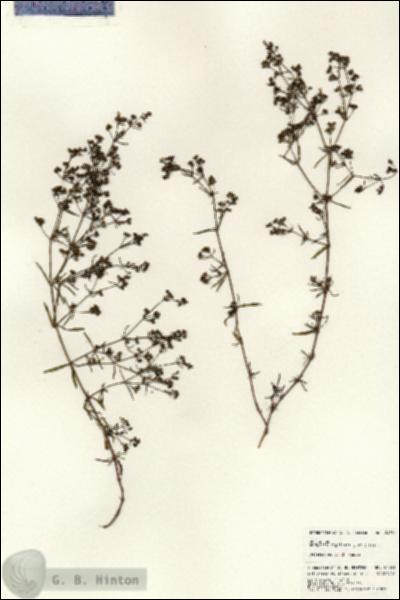 URN_catalog_HBHinton_herbarium_24351.jpg.jpg