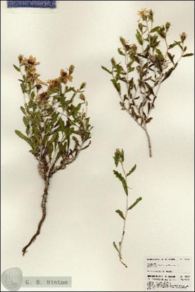 URN_catalog_HBHinton_herbarium_23347.jpg.jpg