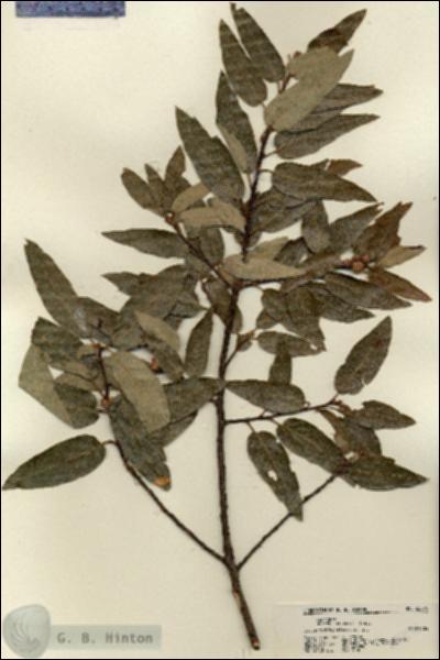 URN_catalog_HBHinton_herbarium_22296.jpg.jpg