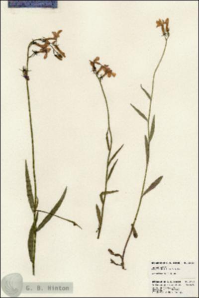 URN_catalog_HBHinton_herbarium_24129.jpg.jpg