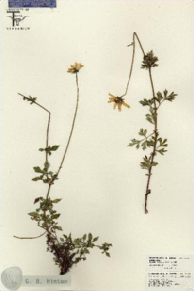 URN_catalog_HBHinton_herbarium_26232.jpg.jpg