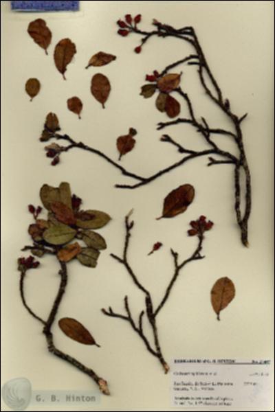URN_catalog_HBHinton_herbarium_27487.jpg.jpg
