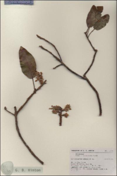URN_catalog_HBHinton_herbarium_19374.jpg.jpg
