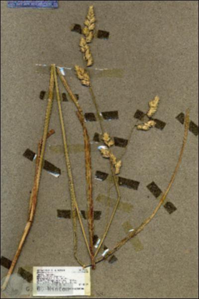 URN_catalog_HBHinton_herbarium_19131.jpg.jpg