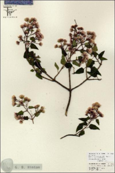 URN_catalog_HBHinton_herbarium_26818.jpg.jpg