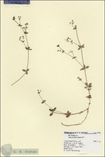 URN_catalog_HBHinton_herbarium_17754.jpg.jpg