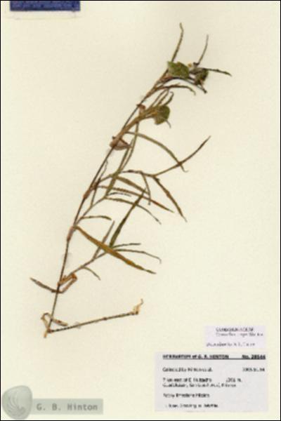 URN_catalog_HBHinton_herbarium_26697.jpg.jpg