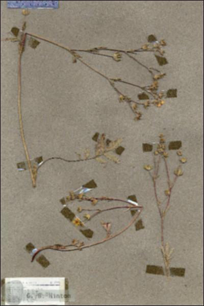 URN_catalog_HBHinton_herbarium_19071.jpg.jpg