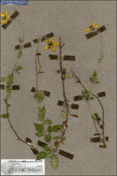URN_catalog_HBHinton_herbarium_19805.jpg.jpg