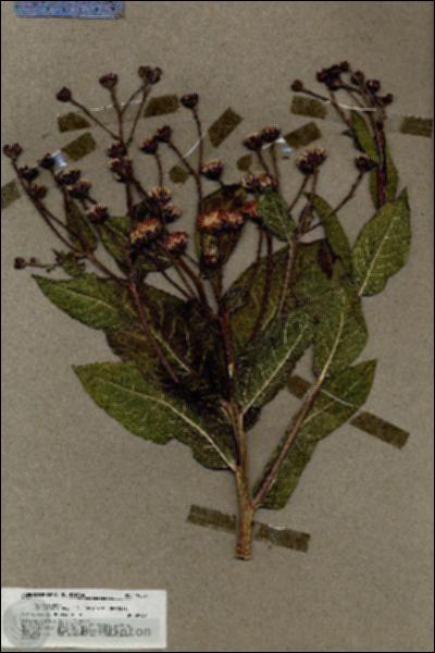 URN_catalog_HBHinton_herbarium_19835.jpg.jpg