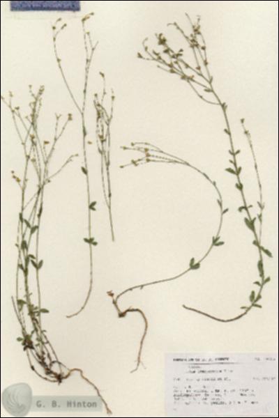 URN_catalog_HBHinton_herbarium_18725.jpg.jpg