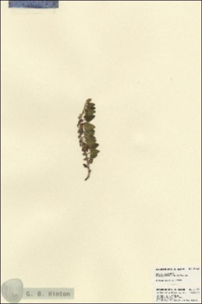 URN_catalog_HBHinton_herbarium_22853.jpg.jpg