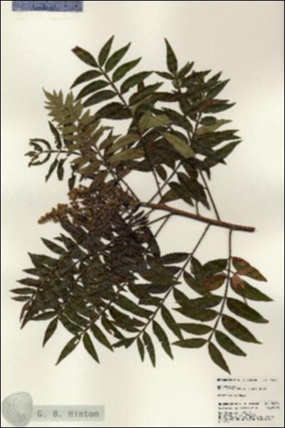 URN_catalog_HBHinton_herbarium_24606.jpg.jpg