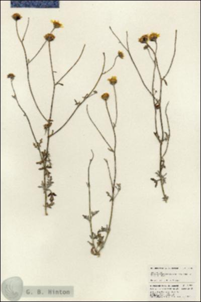 URN_catalog_HBHinton_herbarium_24730.jpg.jpg