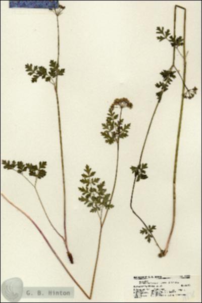 URN_catalog_HBHinton_herbarium_18838.jpg.jpg
