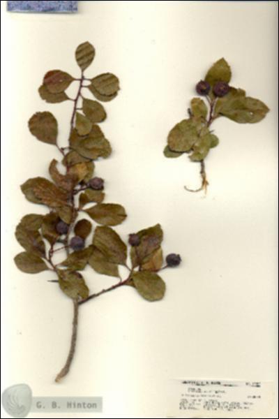 URN_catalog_HBHinton_herbarium_21322.jpg.jpg