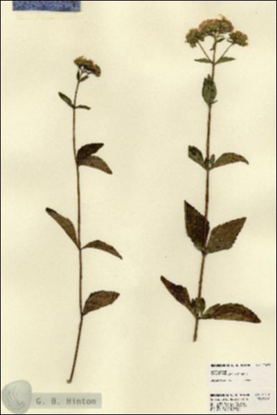 URN_catalog_HBHinton_herbarium_22471.jpg.jpg