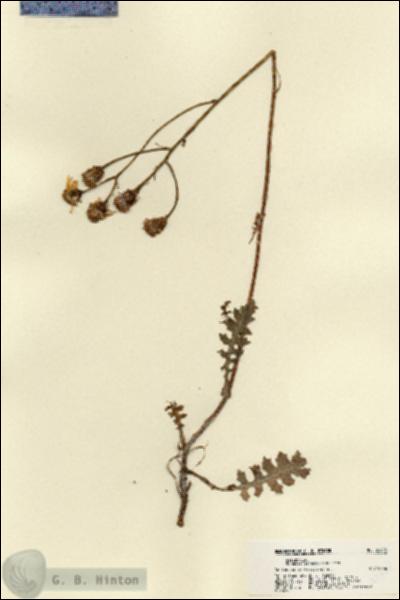 URN_catalog_HBHinton_herbarium_22428.jpg.jpg