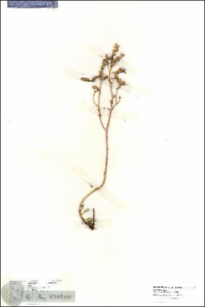 URN_catalog_HBHinton_herbarium_19215.jpg.jpg
