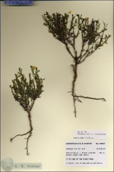 URN_catalog_HBHinton_herbarium_28687.jpg.jpg