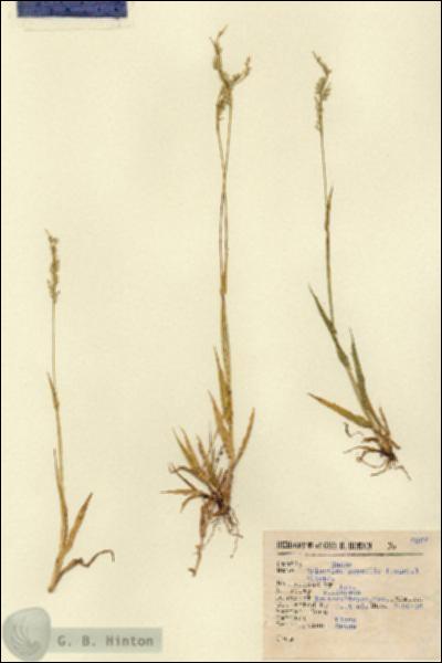 URN_catalog_HBHinton_herbarium_6367.jpg.jpg
