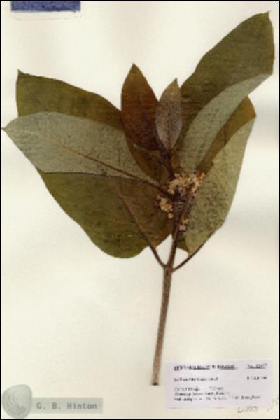 URN_catalog_HBHinton_herbarium_22555.jpg.jpg