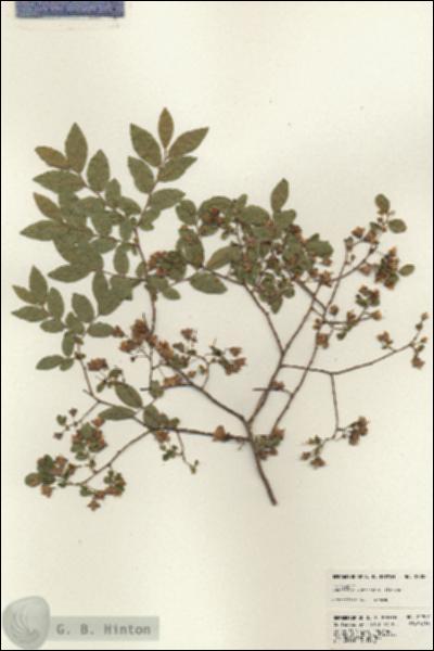 URN_catalog_HBHinton_herbarium_22907.jpg.jpg