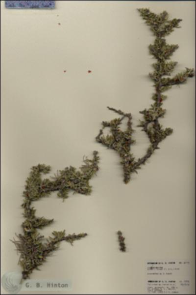 URN_catalog_HBHinton_herbarium_22710.jpg.jpg