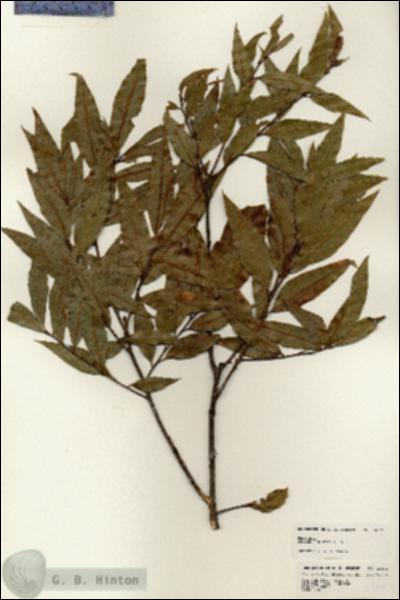 URN_catalog_HBHinton_herbarium_24662.jpg.jpg