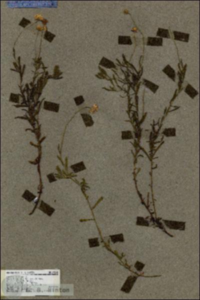 URN_catalog_HBHinton_herbarium_19245.jpg.jpg