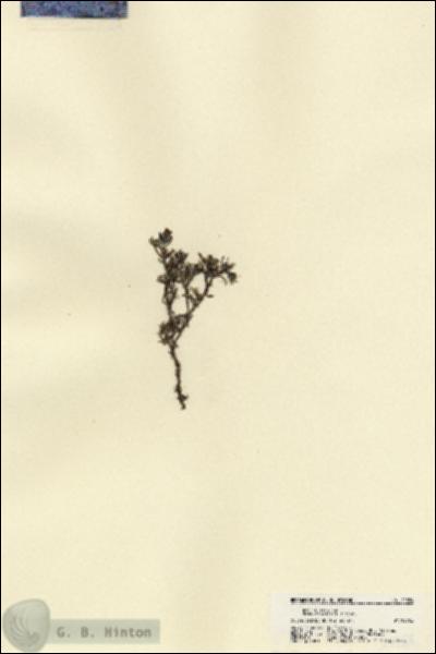 URN_catalog_HBHinton_herbarium_21584.jpg.jpg