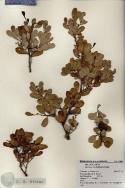 URN_catalog_HBHinton_herbarium_17845.jpg.jpg