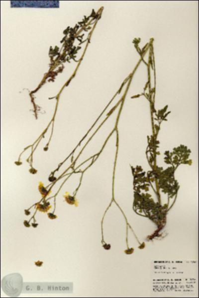 URN_catalog_HBHinton_herbarium_24746.jpg.jpg