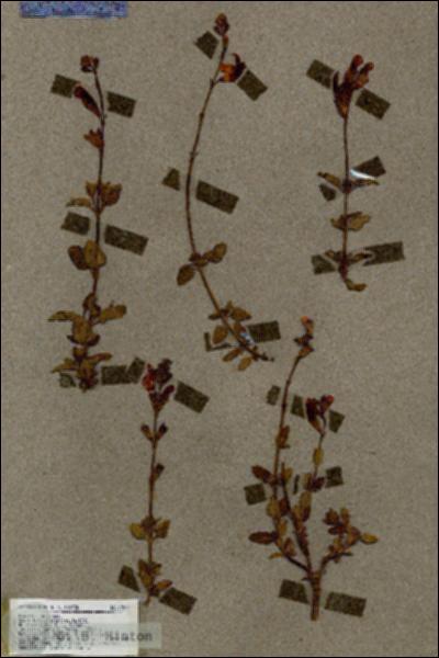 URN_catalog_HBHinton_herbarium_17024.jpg.jpg