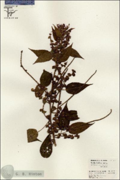 URN_catalog_HBHinton_herbarium_26421.jpg.jpg