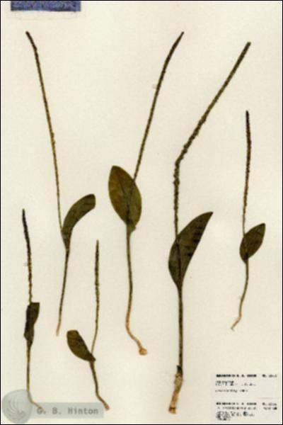 URN_catalog_HBHinton_herbarium_23232.jpg.jpg