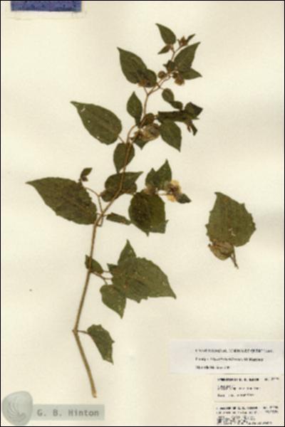 URN_catalog_HBHinton_herbarium_22255.jpg.jpg