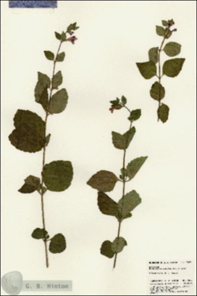URN_catalog_HBHinton_herbarium_23093.jpg.jpg