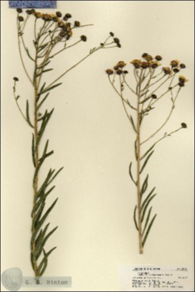 URN_catalog_HBHinton_herbarium_21581.jpg.jpg