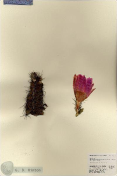 URN_catalog_HBHinton_herbarium_21797.jpg.jpg