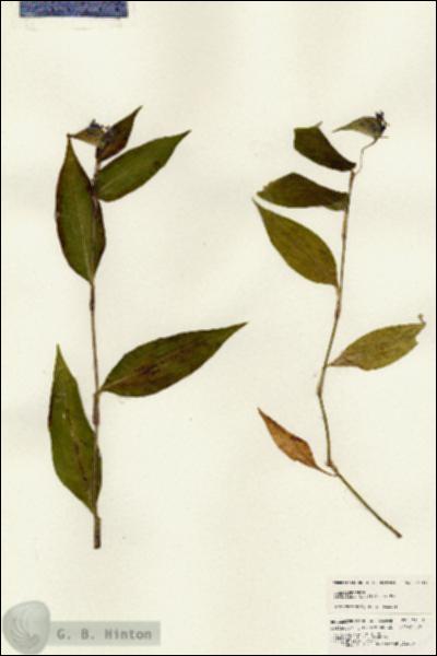 URN_catalog_HBHinton_herbarium_24714.jpg.jpg