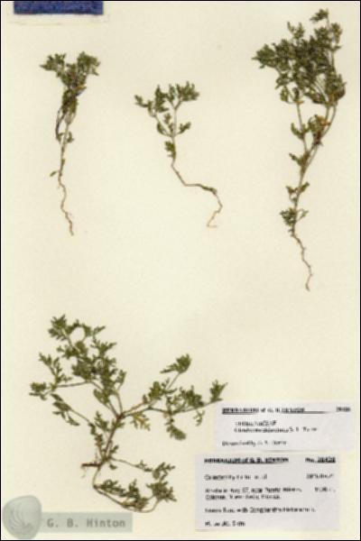 URN_catalog_HBHinton_herbarium_28428.jpg.jpg