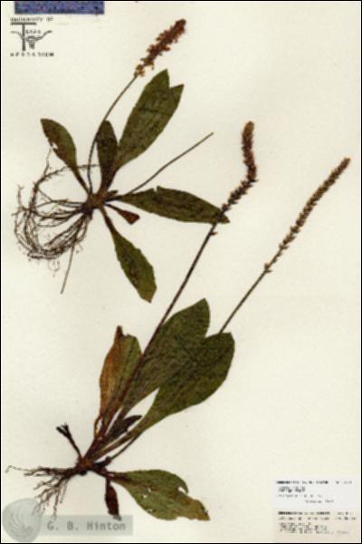 URN_catalog_HBHinton_herbarium_26711.jpg.jpg