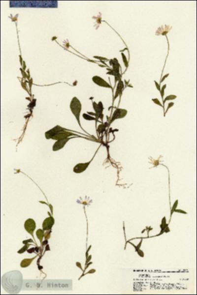 URN_catalog_HBHinton_herbarium_21291.jpg.jpg