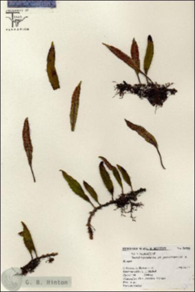 URN_catalog_HBHinton_herbarium_26585.jpg.jpg