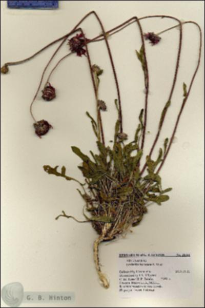 URN_catalog_HBHinton_herbarium_28341.jpg.jpg