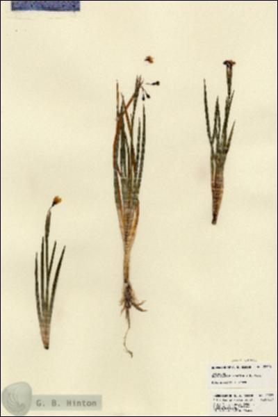 URN_catalog_HBHinton_herbarium_22725.jpg.jpg