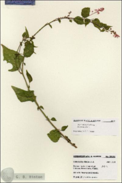 URN_catalog_HBHinton_herbarium_28191.jpg.jpg