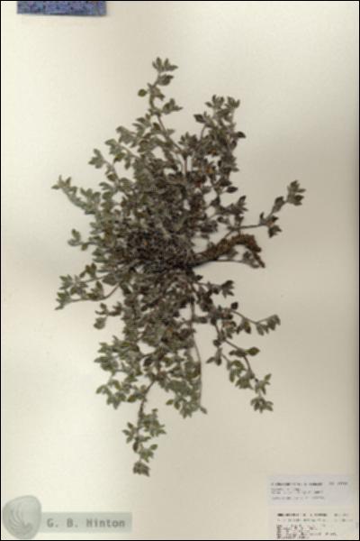 URN_catalog_HBHinton_herbarium_25360.jpg.jpg